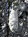 2010-01-31, Altenberg (9)